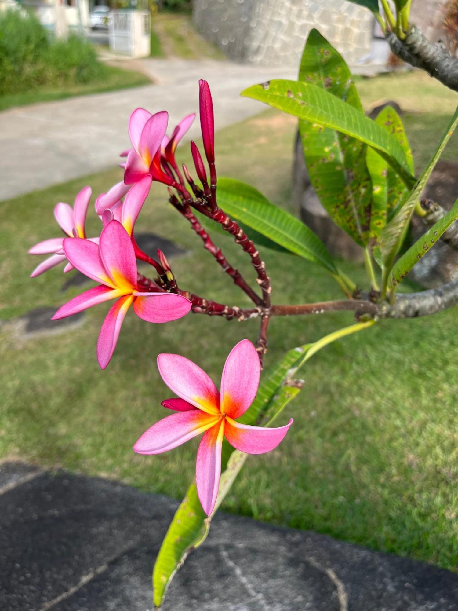 Maison Marikel Pointe Au Sel 外观 照片